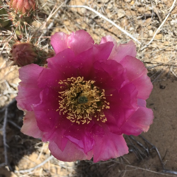 Meet your Posher, Bonnie - Picture 1 of 1